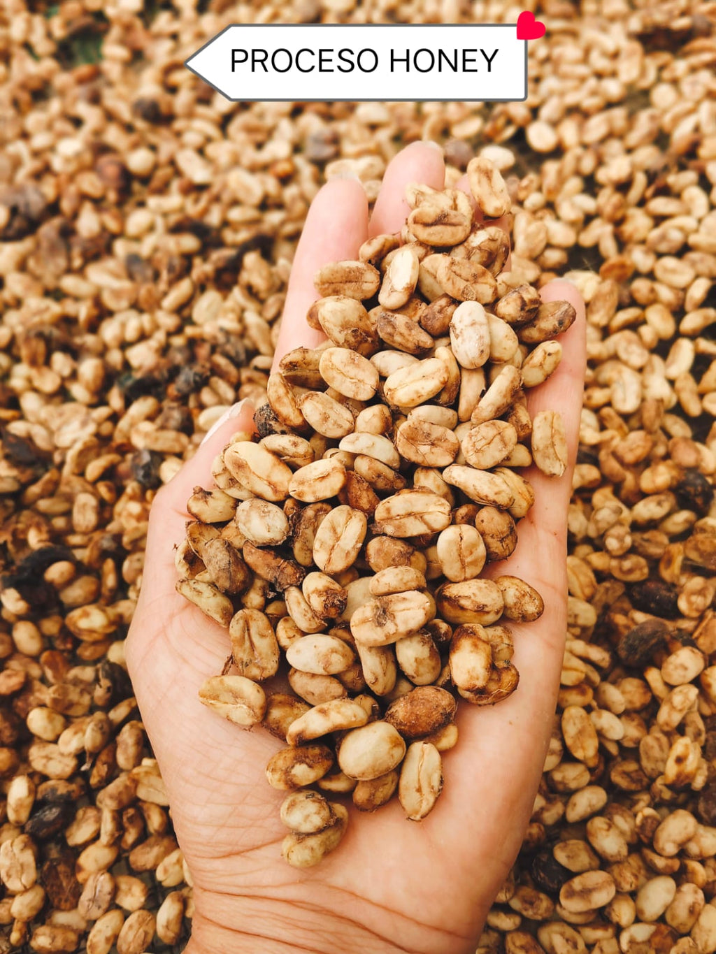 Café de Amazonas, Gourmet, en Grano Entero, tostado Medio, 250g.